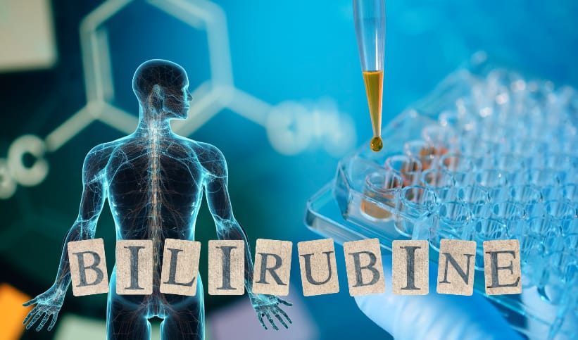 Quel est le rôle de la bilirubine dans le corps